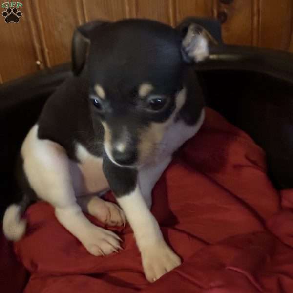 Ginger, Toy Fox Terrier Puppy