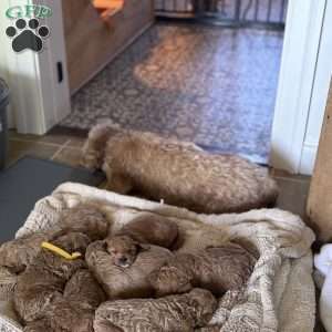 Kash, Cavapoo Puppy