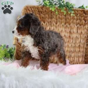 Brandi, Mini Bernedoodle Puppy