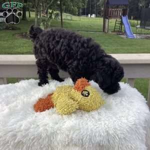 Jude, Havapoo Puppy