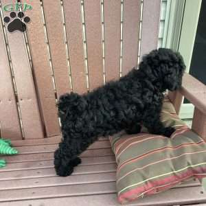 Jude, Havapoo Puppy