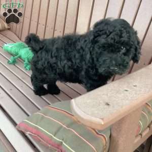 Jude, Havapoo Puppy