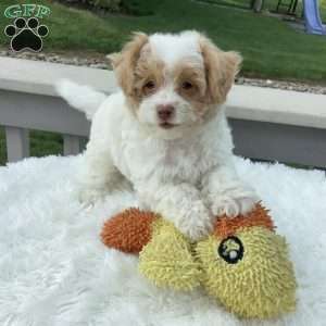 Jake, Havapoo Puppy