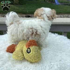 Jake, Havapoo Puppy