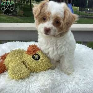 Jake, Havapoo Puppy