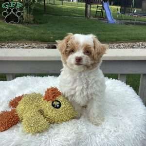 Jake, Havapoo Puppy