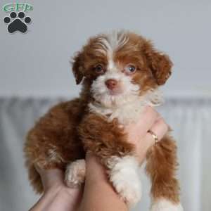 Ashley, Mini Bernedoodle Puppy