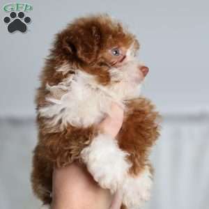 Ashley, Mini Bernedoodle Puppy