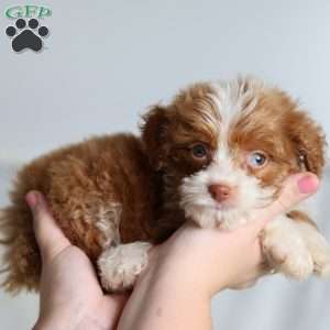Ashley, Mini Bernedoodle Puppy