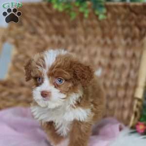 Ashley, Mini Bernedoodle Puppy