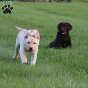 Cooper, Yellow Labrador Retriever Puppy