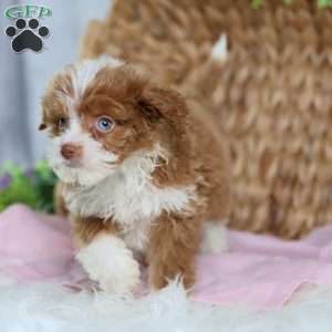 Ashley, Mini Bernedoodle Puppy
