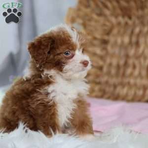 Ashley, Mini Bernedoodle Puppy