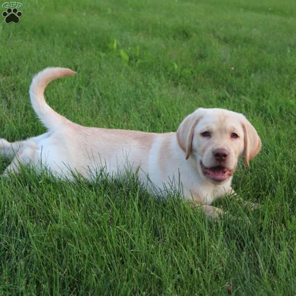 Cooper, Yellow Labrador Retriever Puppy