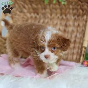 Ashley, Mini Bernedoodle Puppy