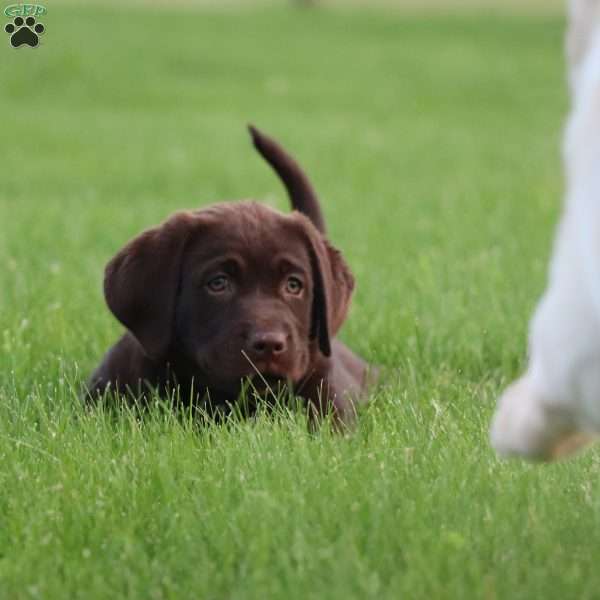 Luna, Chocolate Labrador Retriever Puppy