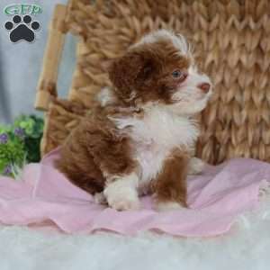 Ashley, Mini Bernedoodle Puppy