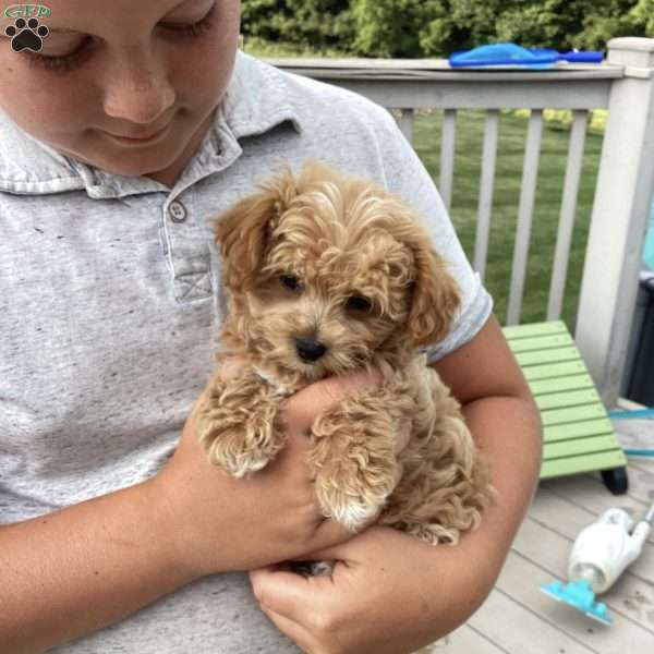 Timmy, Havapoo Puppy