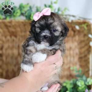 Pearl, Teddy Bear Puppy