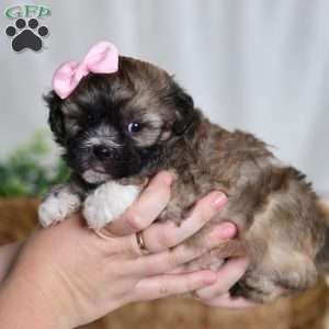Pearl, Teddy Bear Puppy