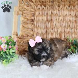 Pearl, Teddy Bear Puppy