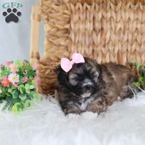 Pearl, Teddy Bear Puppy