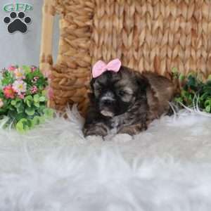 Pearl, Teddy Bear Puppy
