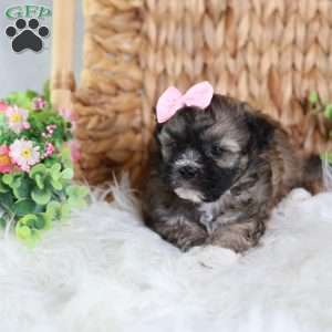 Pearl, Teddy Bear Puppy