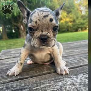 Blu, French Bulldog Puppy
