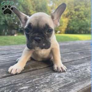 Sable, French Bulldog Puppy