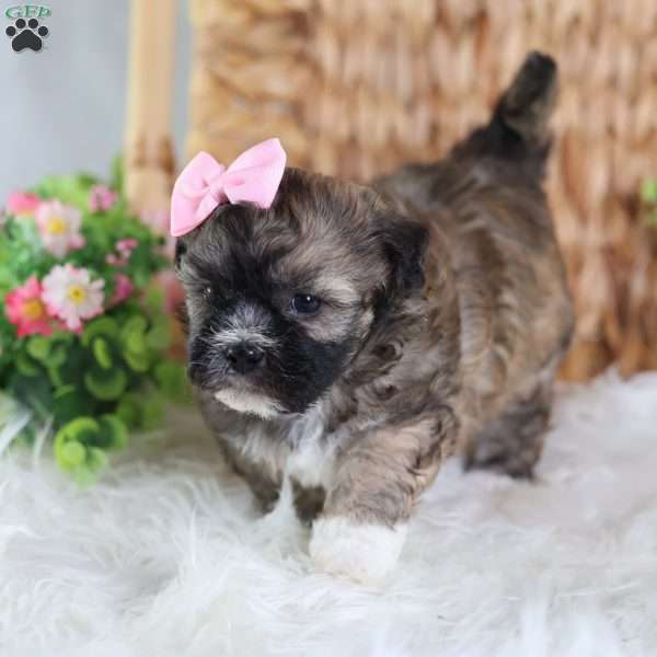 Pearl, Teddy Bear Puppy