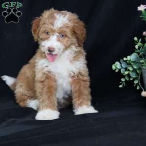 Anthony, Mini Bernedoodle Puppy