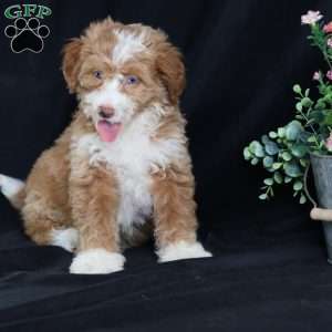 Anthony, Mini Bernedoodle Puppy