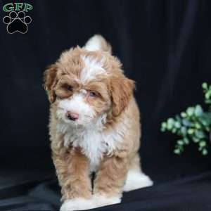 Anthony, Mini Bernedoodle Puppy