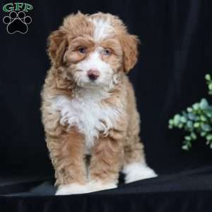 Anthony, Mini Bernedoodle Puppy