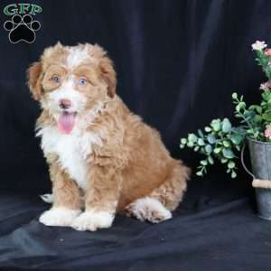 Anthony, Mini Bernedoodle Puppy