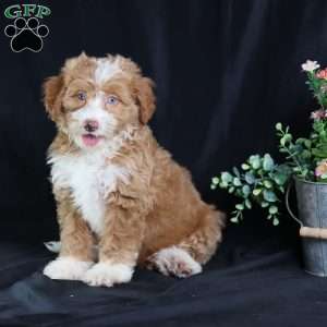Anthony, Mini Bernedoodle Puppy