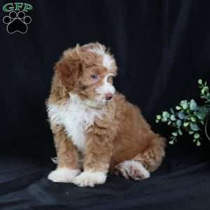 Anthony, Mini Bernedoodle Puppy