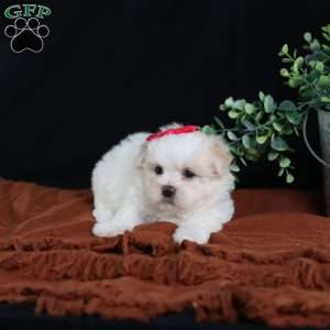 Polly, Teddy Bear Puppy