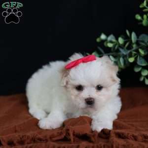 Polly, Teddy Bear Puppy