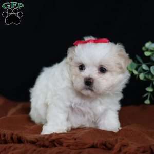 Polly, Teddy Bear Puppy
