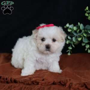 Polly, Teddy Bear Puppy