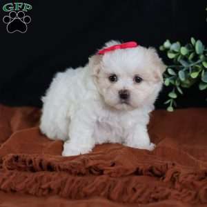 Polly, Teddy Bear Puppy