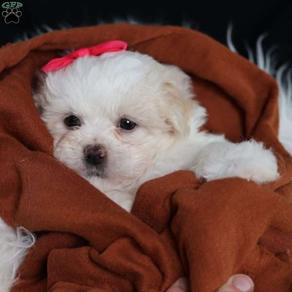Polly, Teddy Bear Puppy