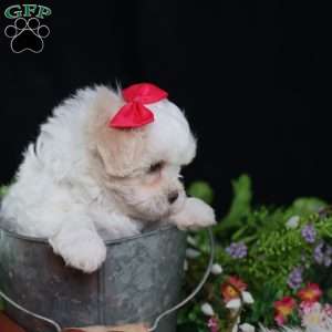 Polly, Teddy Bear Puppy