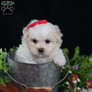 Polly, Teddy Bear Puppy