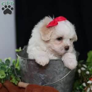 Polly, Teddy Bear Puppy