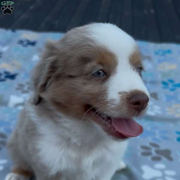 Sprout, Miniature Australian Shepherd Puppy