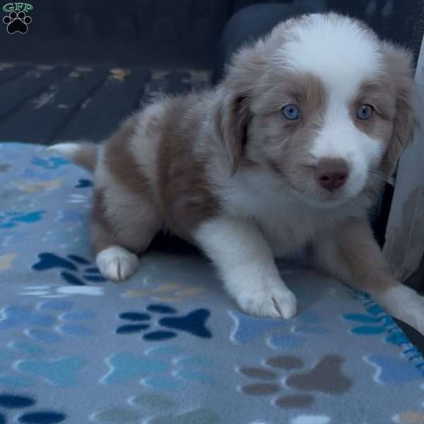 Forest, Miniature Australian Shepherd Puppy