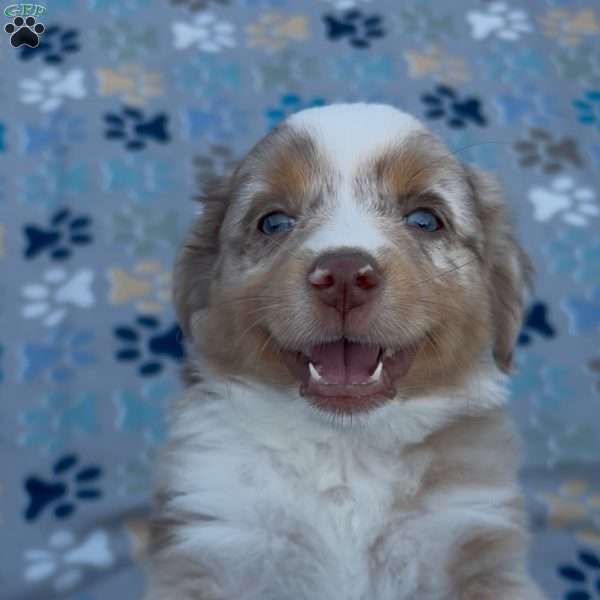 River, Miniature Australian Shepherd Puppy
